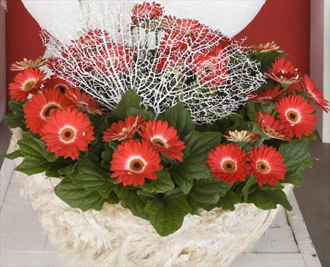 photo of flower to be used as: Pot Gerbera jamesonii Flori Line® Eyecatcher Winter theme