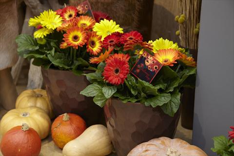 photo of flower to be used as: Pot Gerbera jamesonii Flori Line® Fireball Halloween mix