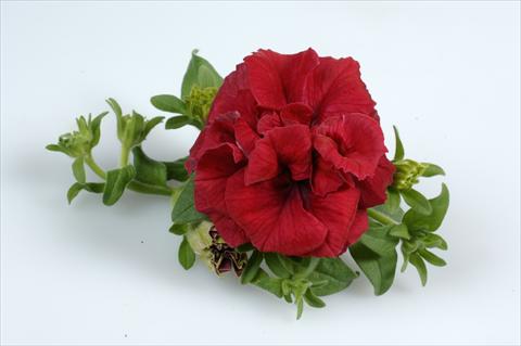 photo of flower to be used as: Basket / Pot Petunia pendula Surfinia® Double Red