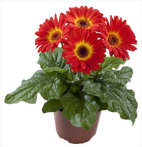 photo of flower to be used as: Pot Gerbera jamesonii Flori Line® Midi Dark Fireball