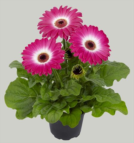 photo of flower to be used as: Pot Gerbera jamesonii Flori Line® Midi Eyecatcher Purple
