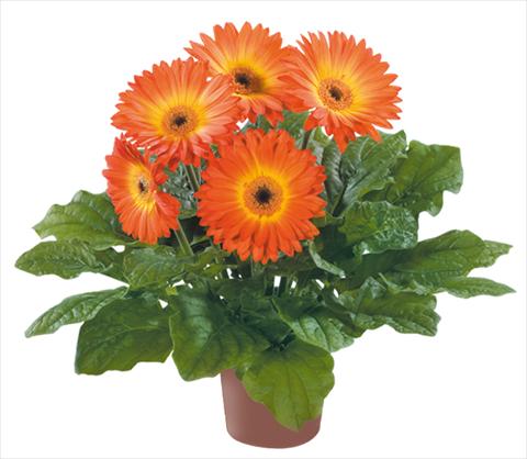 photo of flower to be used as: Pot Gerbera jamesonii Flori Line® Midi Fireball