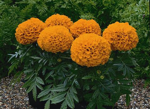 photo of flower to be used as: Pot and bedding Tagetes patula Antigue Orange