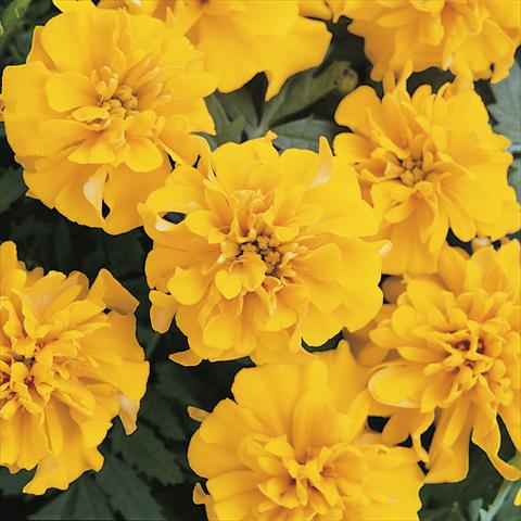 photo of flower to be used as: Bedding / border plant Tagetes patula Bonanza Gold