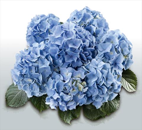 photo of flower to be used as: Pot and bedding Hydrangea macrophylla Baby Blue©
