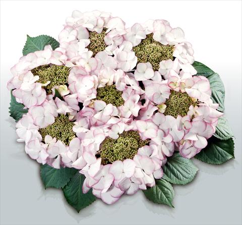 photo of flower to be used as: Pot and bedding Hydrangea macrophylla Charme©