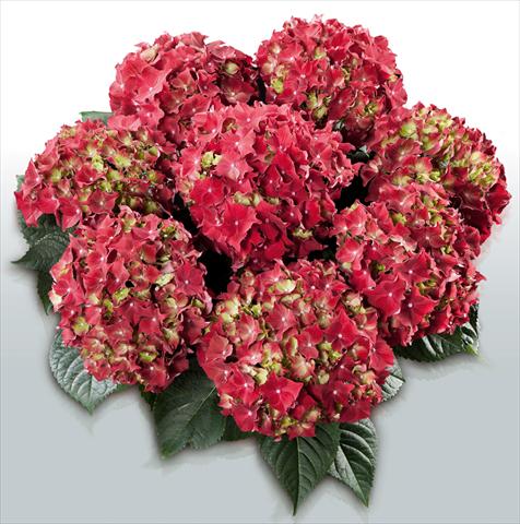 photo of flower to be used as: Pot and bedding Hydrangea macrophylla Royal Red©