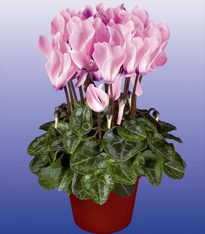 photo of flower to be used as: Pot and bedding Cyclamen persicum mini Verano Neon Fiammato