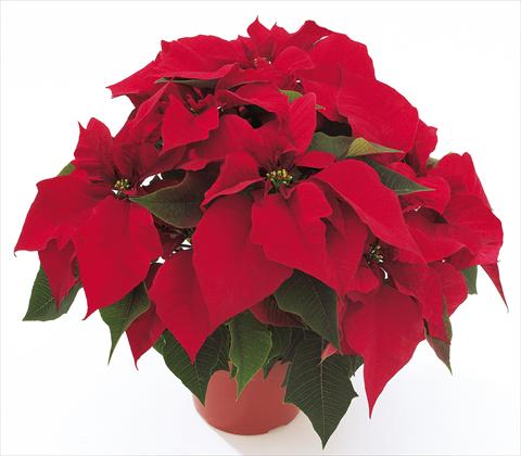 photo of flower to be used as: Pot Poinsettia - Euphorbia pulcherrima PLA® Eckespoint® Jubilee™ Red