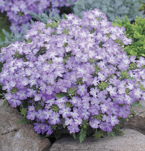 photo of flower to be used as: Bedding pot or basket Verbena Tuscany Lavander Picotee
