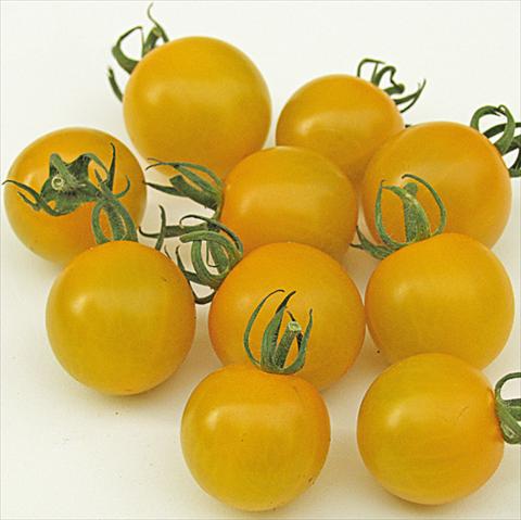 photo of flower to be used as: Pot, bedding, patio Solanum lycopersicum (pomodoro) Golden Pearl