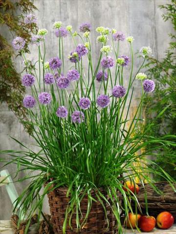 photo of flower to be used as: Pot and bedding Allium tuberosum Quattro