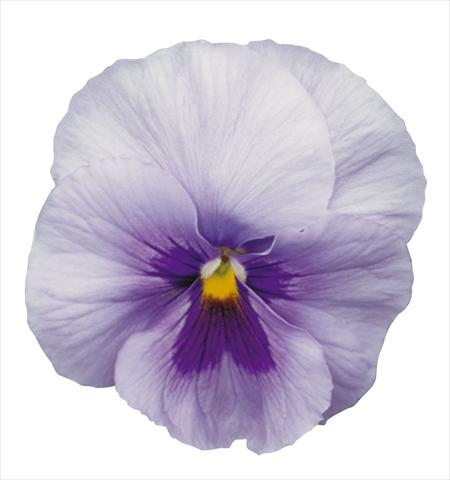 photo of flower to be used as: Pot and bedding Viola wittrockiana Dynamite Blue Center