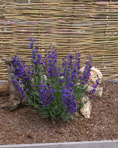 photo of flower to be used as: Pot and bedding Penstemon Delfts Blue Riding Hood
