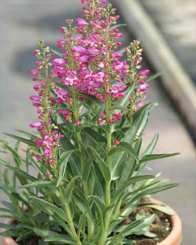 photo of flower to be used as: Pot and bedding Penstemon Lavender Riding Hood