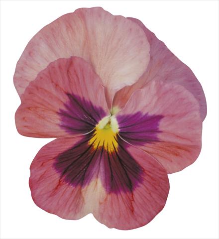 photo of flower to be used as: Pot and bedding Viola wittrockiana Dynamite Pink