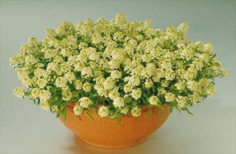 photo of flower to be used as: Pot and bedding Alissum maritimum Clipper Lemon