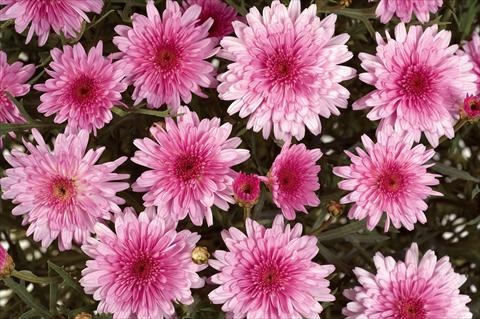 photo of flower to be used as: Pot, bedding, patio Argyranthemum Angelic Pink Delight