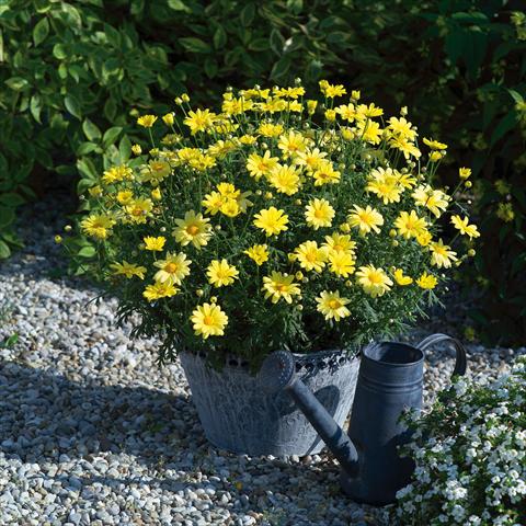 photo of flower to be used as: Pot, bedding, patio Argyranthemum Beauty Yellow