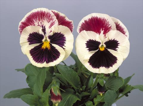 photo of flower to be used as: Pot and bedding Viola wittrockiana Dynamite Purple Rose & White
