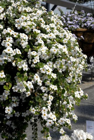 photo of flower to be used as: Pot, patio, basket Bacopa (Sutera cordata) RED FOX Bahia White