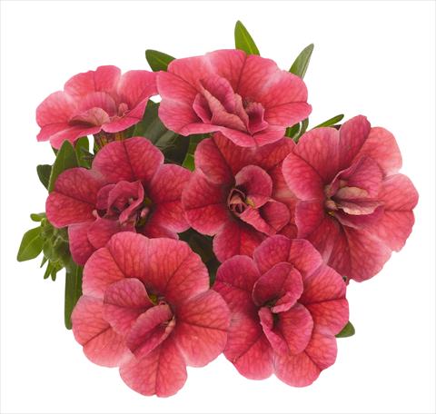 photo of flower to be used as: Pot, bedding, patio, basket Calibrachoa RED FOX Aloha® Double Strawberry 2013 red pink