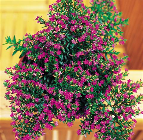 photo of flower to be used as: Pot Cuphea hyssopifolia Lilac violet