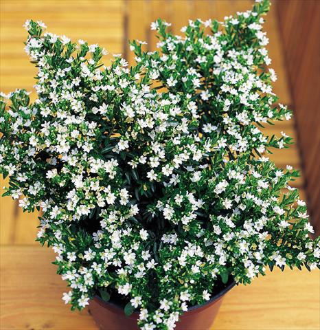 photo of flower to be used as: Pot Cuphea hyssopifolia White