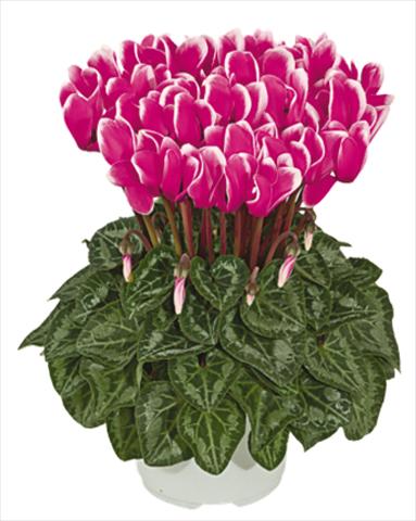 photo of flower to be used as: Pot Cyclamen persicum mini Metis® Fuchsia vif