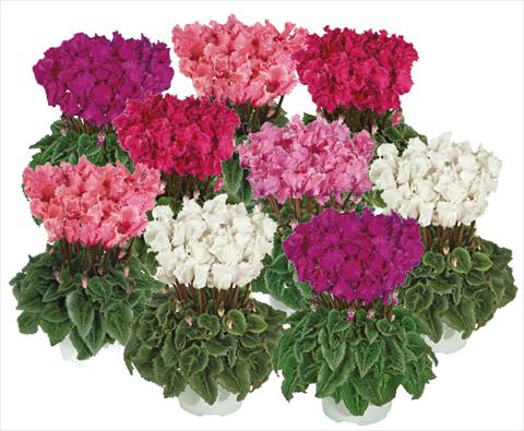 photo of flower to be used as: Pot Cyclamen persicum mini Metis® PomPom® mix