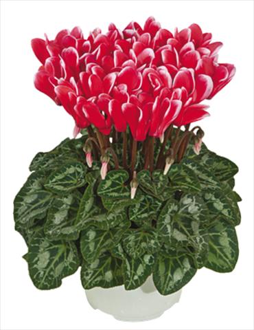 photo of flower to be used as: Pot Cyclamen persicum mini Metis® Rouge