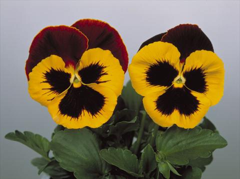 photo of flower to be used as: Pot and bedding Viola wittrockiana Dynamite Red & Yellow