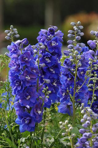 photo of flower to be used as: Pot and bedding Delphinium elatum Dasante Blue F1