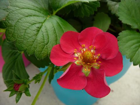 photo of flower to be used as: Pot, bedding, patio Fragaria Berty F1 Rosso