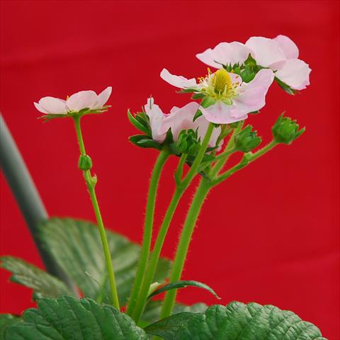 photo of flower to be used as: Pot, bedding, patio Fragaria Romina F1 Rosa