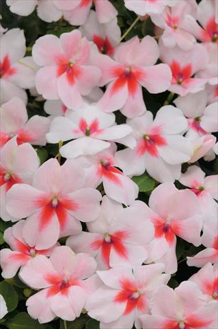 photo of flower to be used as: Pot and bedding Impatiens walleriana Raffael F1 Cherry Splash