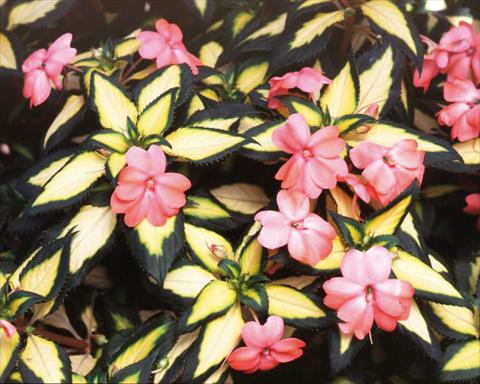 photo of flower to be used as: Pot, bedding, patio, basket Impatiens N. Guinea SunPatiens® Spreading Salmon