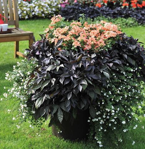 photo of flower to be used as: Bedding / border plant Ipomea Bright Ideas Black