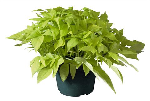 photo of flower to be used as: Bedding / border plant Ipomea Bright Ideas Lime
