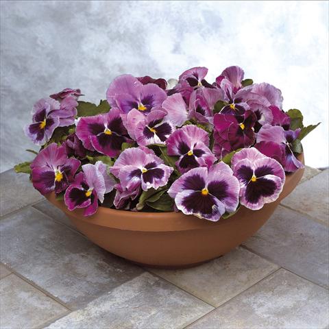 photo of flower to be used as: Pot and bedding Viola wittrockiana Power Rosalyn