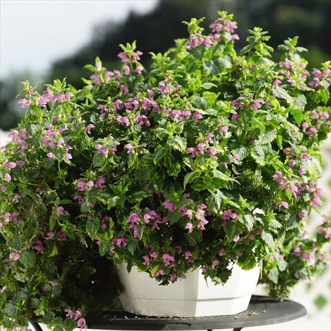 photo of flower to be used as: Bedding / border plant Lamium Red Nancy