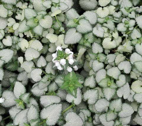 photo of flower to be used as: Bedding / border plant Lamium White Nancy