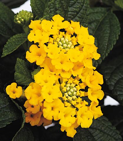 photo of flower to be used as: Pot, bedding, patio Lantana camara Starfruit yellow