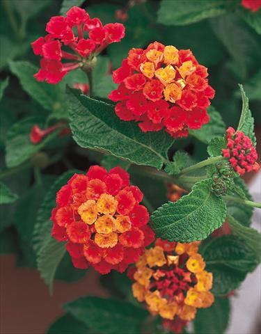 photo of flower to be used as: Pot, bedding, patio Lantana camara Dallas Red red orange