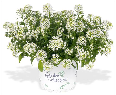 photo of flower to be used as: Pot and bedding Lobularia maritima Silver Stream white