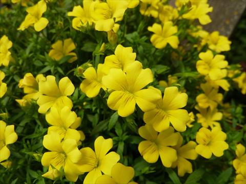 photo of flower to be used as: Pot, bedding, patio Mecardonia Magic Carpet Yellow
