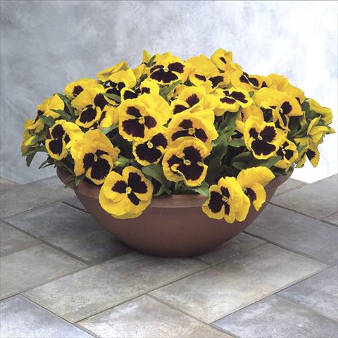 photo of flower to be used as: Pot and bedding Viola wittrockiana Power Yellow w blotch