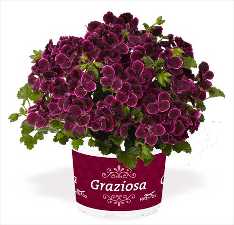 photo of flower to be used as: Patio, pot Pelargonium interspec. RED FOX Graziosa Piccola Merlot wine red pink edge