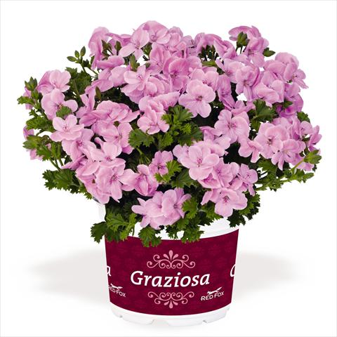photo of flower to be used as: Patio, pot Pelargonium interspec. RED FOX Graziosa Piccola Soft Pink