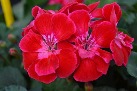 photo of flower to be used as: Pot, bedding, patio Pelargonium zonale RED FOX TexMex Ruby 2013 ruby red pink edge